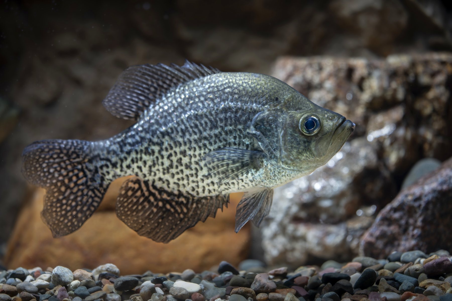 Black crappie underwater