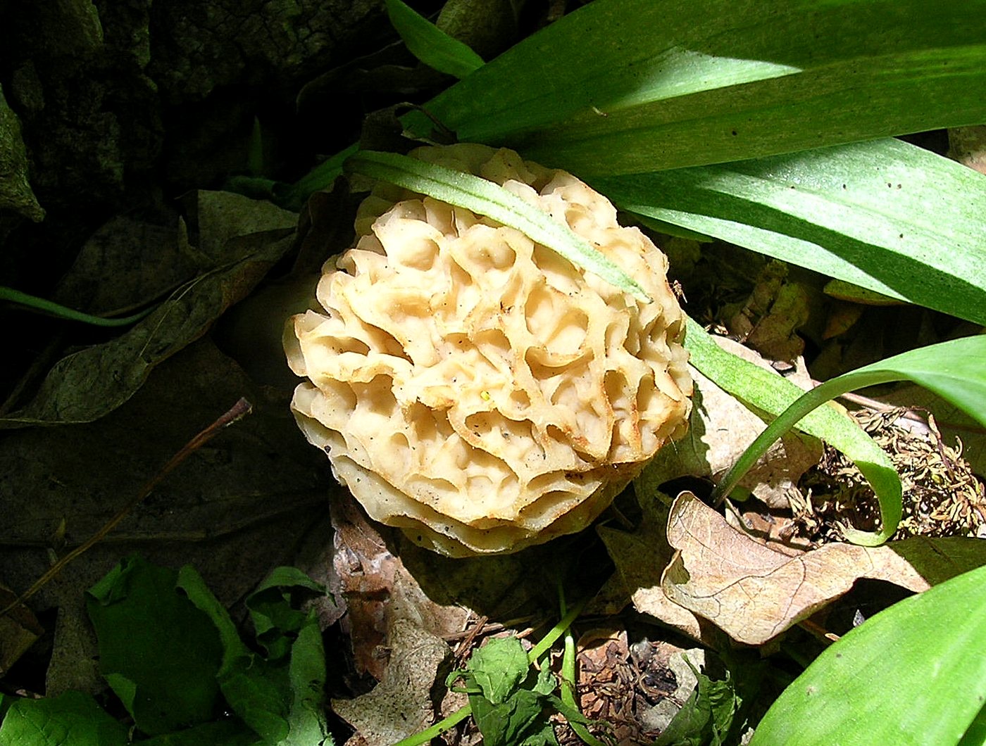 Yellow morel mushroom — spring Ozark foraging